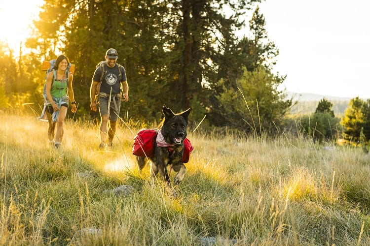 backpack for dog