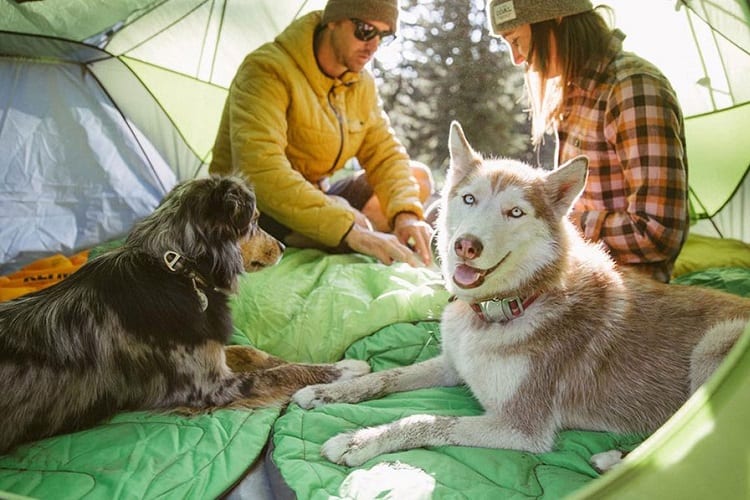 size of dogs tent